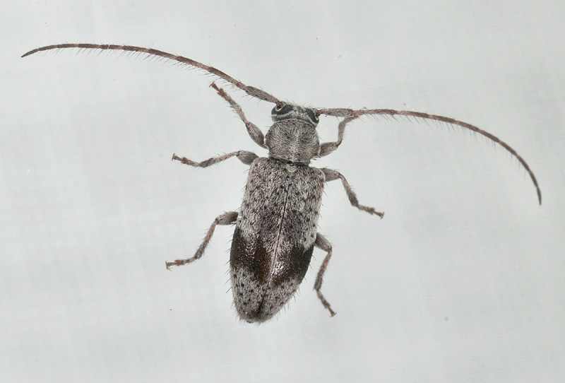 Exocentrus punctipennis, Cerambycidae